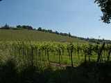 Weinberge